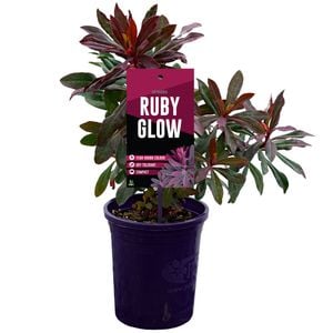 140mm Ruby Glow - Euphorbia martinii