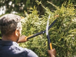 Person using Fiskar hedge shears to trim bushes
