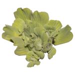 10cm Loose Water Lettuce - Pistia Statiotes