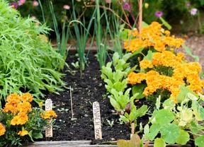 vegetable garden