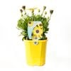 140mm Osteospermum Blue Eyed Beauty - Osteospermum ecklonis