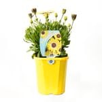 140mm Osteospermum Blue Eyed Beauty - Osteospermum ecklonis