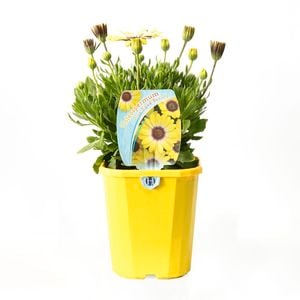 140mm Osteospermum Blue Eyed Beauty - Osteospermum ecklonis