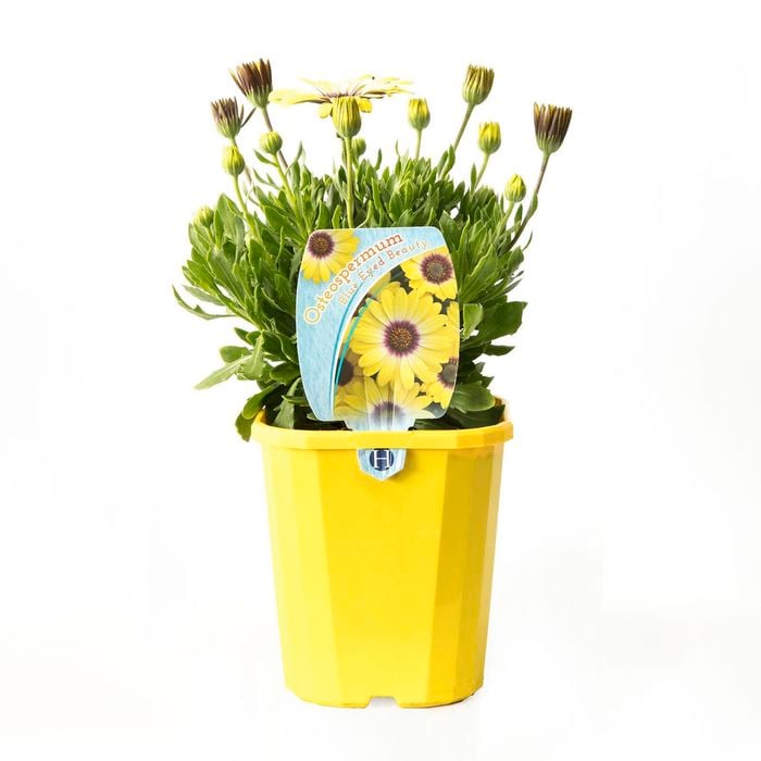 140mm Osteospermum Blue Eyed Beauty - Osteospermum ecklonis