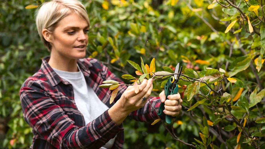 A person pruning a tree with a hand pruner