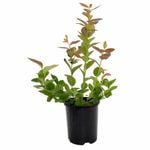 140mm Blueberry - Vaccinium species