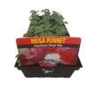 Impatiens Mega Mix - Impatiens walleriana