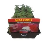 Impatiens Mega Mix - Impatiens walleriana