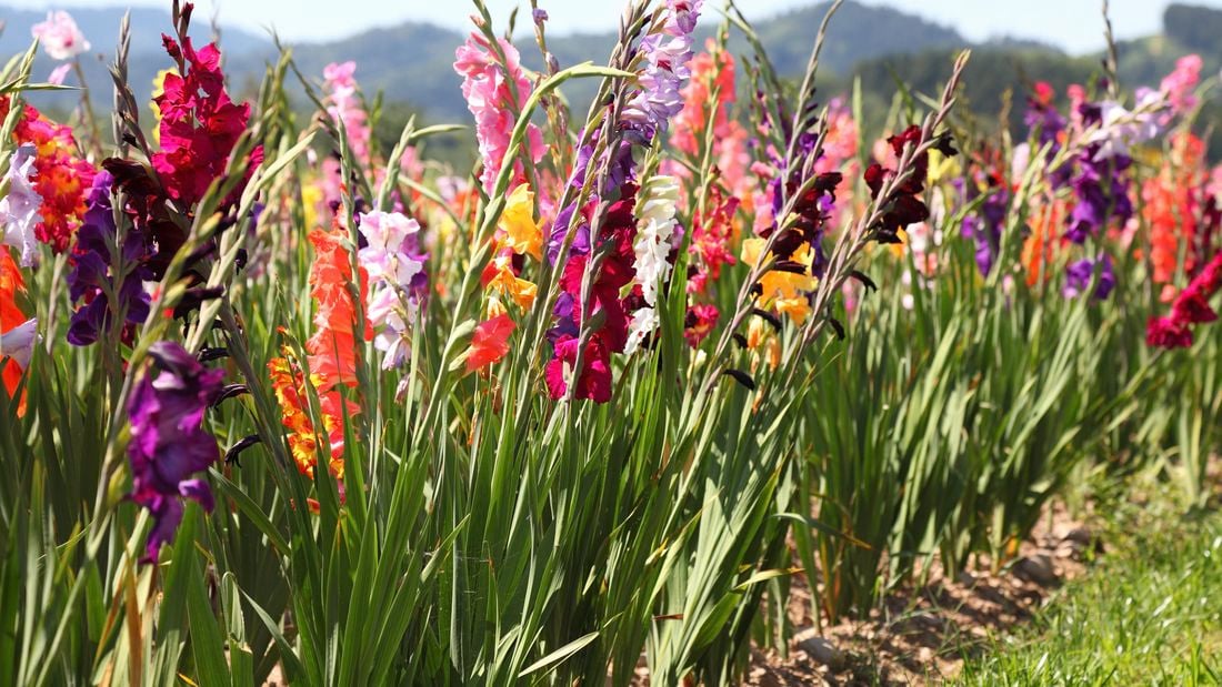 bloming gladiolus field