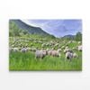 Flock of Sheep in Grassland  Print 100% Australian Made 75 x 50cm  (Stretched)