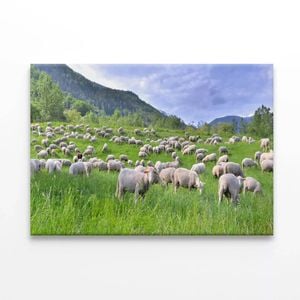 Flock of Sheep in Grassland  Print 100% Australian Made 75 x 50cm  (Stretched)