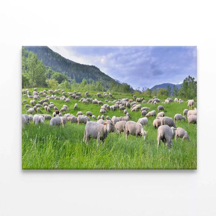 Flock of Sheep in Grassland  Print 100% Australian Made 75 x 50cm  (Stretched)