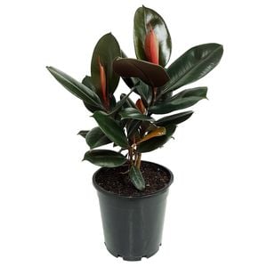 125mm Rubber Tree - Ficus elastica Burgandy