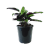 200mm Calathea Beauty Star - Calathea ornata