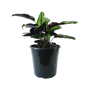 200mm Calathea Beauty Star - Calathea ornata