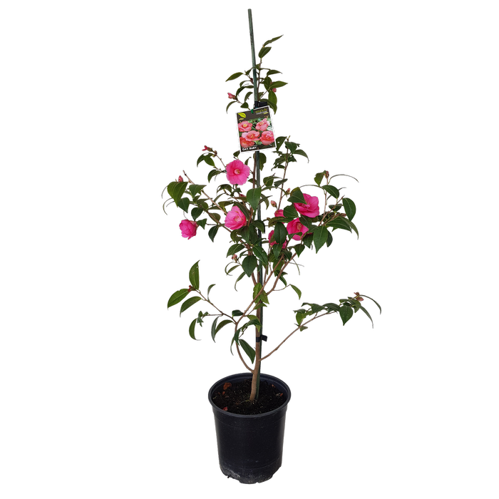 2L Camellia Gay Baby - Camellia hybrid