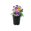 150mm Nemesia - Nemesia foetens