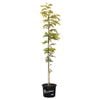 330mm Honey Locust Sunburst - Gleditsia triacanthos