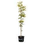 330mm Honey Locust Sunburst - Gleditsia triacanthos