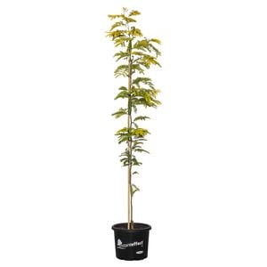 330mm Honey Locust Sunburst - Gleditsia triacanthos