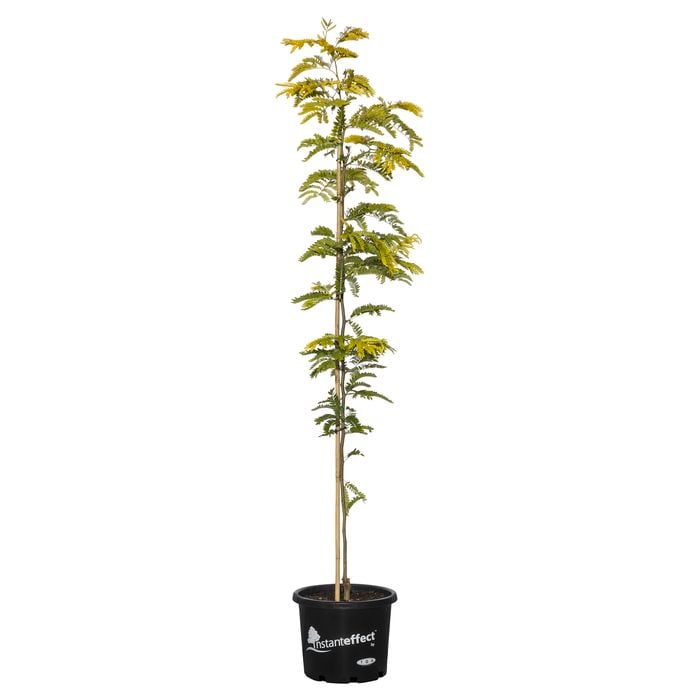 330mm Honey Locust Sunburst - Gleditsia triacanthos