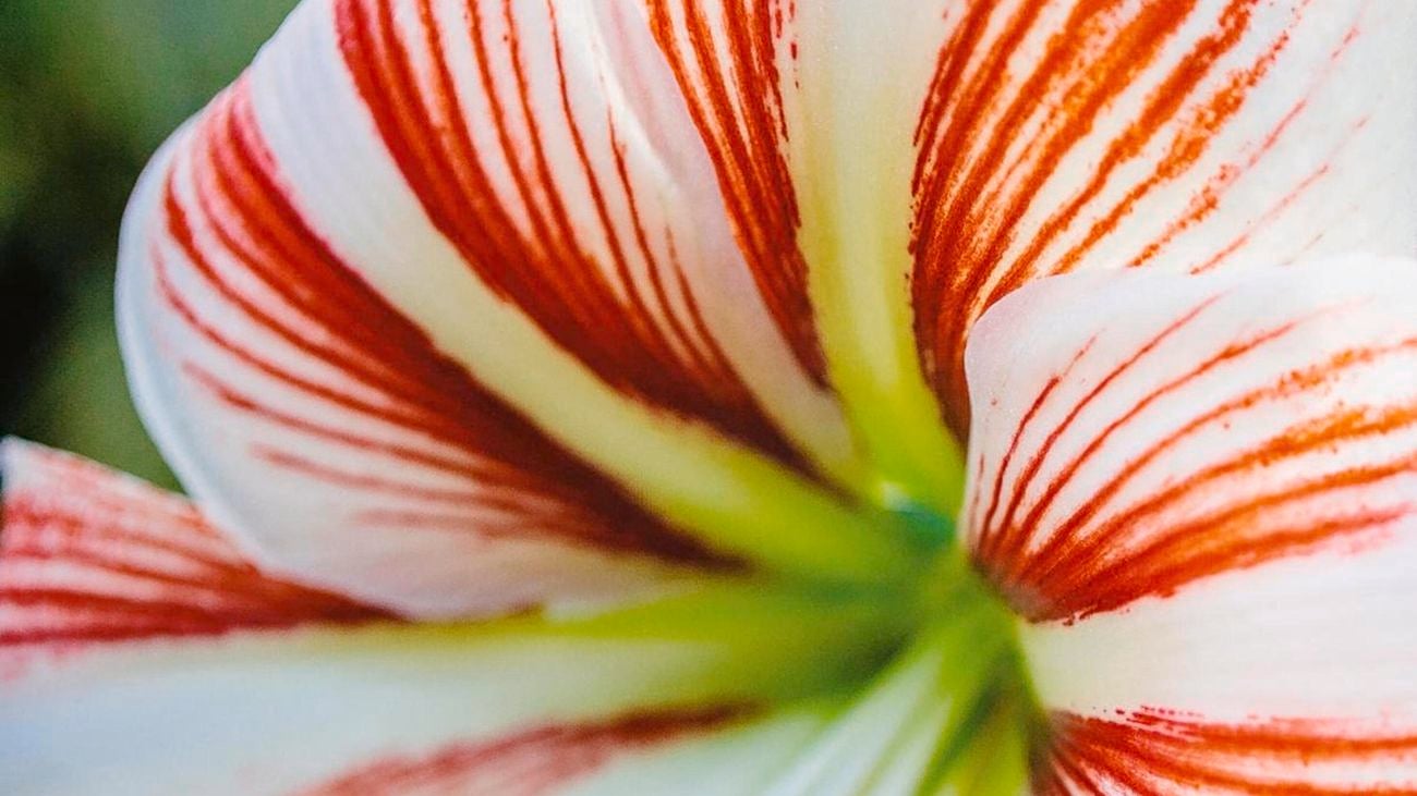 Close up of a white and red amaryllis flower.