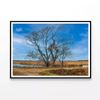 Couple of Trees Grows In Field  Print 100% Australian Made 120x90cm  (Poster)