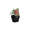 100mm Tommy Toe Tomato - Solanum lycopersicum