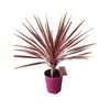 2.5L Cabbage Tree - Cordyline wals Candystripe
