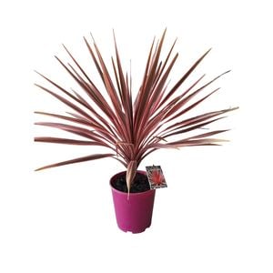 2.5L Cabbage Tree - Cordyline wals Candystripe