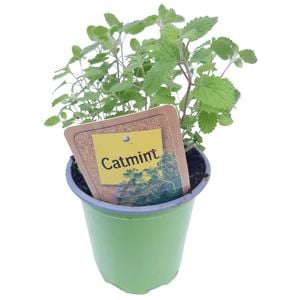 90mm Nudo Herbs Catmint - Nepeta racemosa