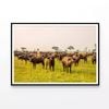 Buffalo Grazing In a Field  Print 100% Australian Made 90x60cm  (Poster)