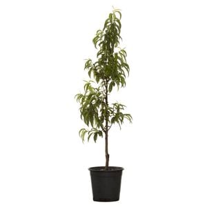 250mm Arctic Rose Nectarine Tree - Prunus persica var. nucipersica