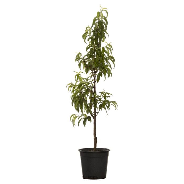 250mm Arctic Rose Nectarine Tree - Prunus persica var. nucipersica