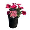 Gardening Solutionz 14cm BeautiCal Coral Star 