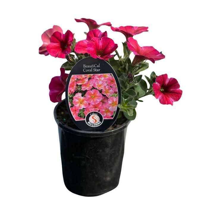 Gardening Solutionz 14cm BeautiCal Coral Star 