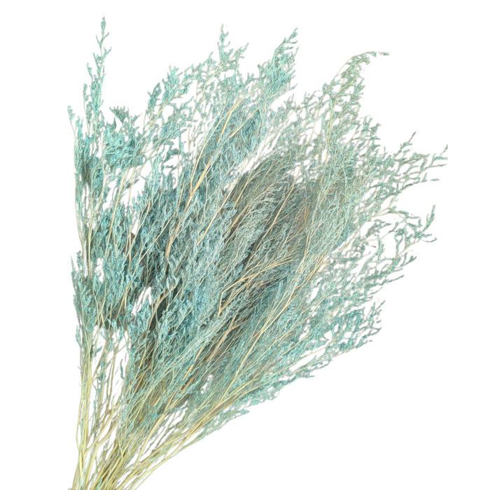 Blooms Of Joy 70cm Blue Preserved Limonium Caspia Flowers