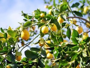 Lemon tree - Medium