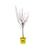 250mm Plumscrumptious - Interspecific Plum