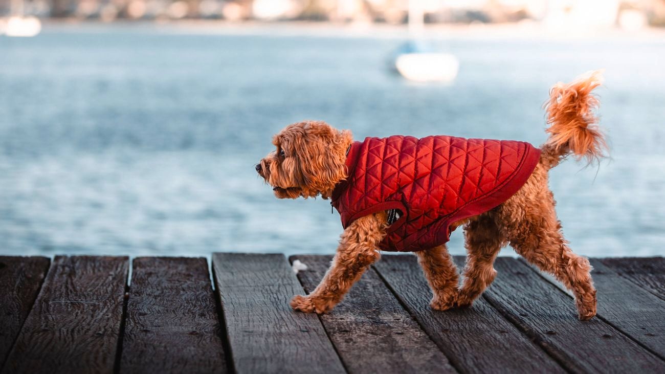 dog in a cute jacket
