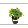150mm Buxux Tide Hill Koreana - Buxux microphylla 'Koreana'
