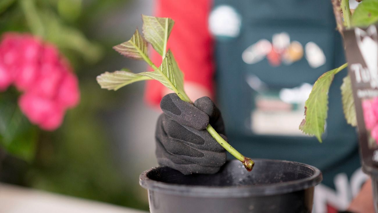 A hand is placing a cutting into a plant pot for propagation.