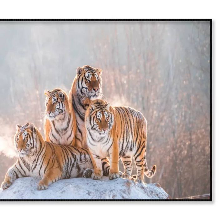 Siberian Tiger and Winter  Print 100% Australian Made 120x90cm  (Poster)