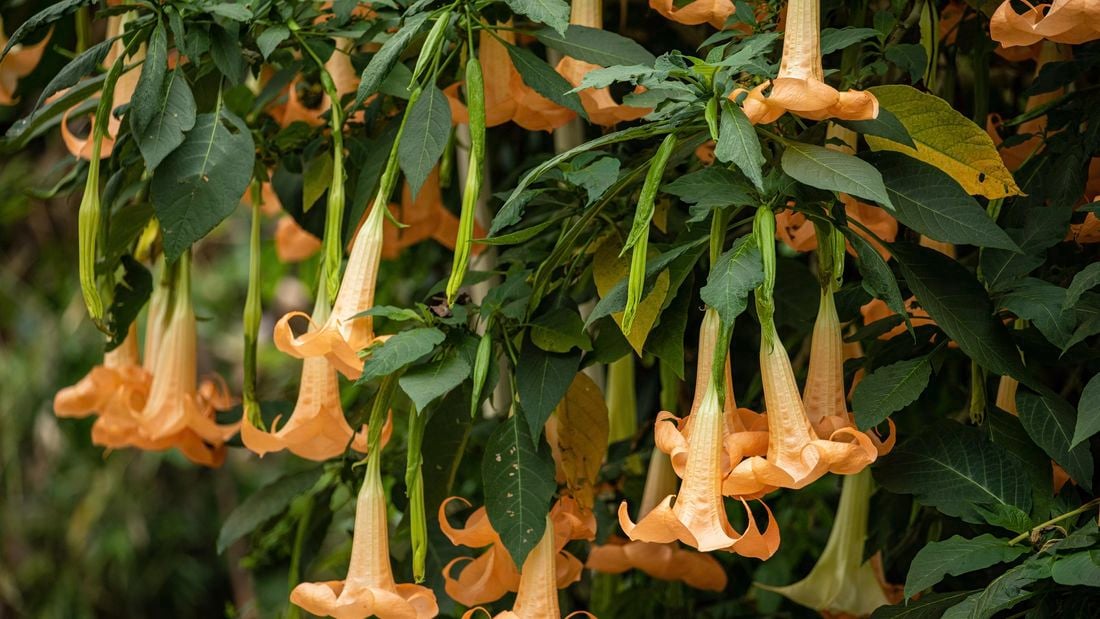 Angel Trumpet brugmansia flowers in a Garden
