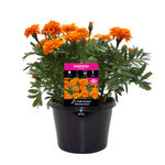 170mm Marigold Orange - Tagetes patula