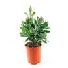 150mm Leucospermum Pincushion 'Lui' - Leucospermum lui