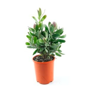 150mm Leucospermum Pincushion 'Lui' - Leucospermum lui
