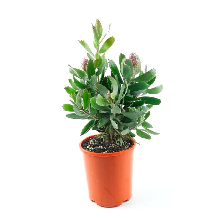 150mm Leucospermum Pincushion 'Lui' - Leucospermum lui