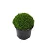 2L Hebe Emerald Gem - Hebe hybrid