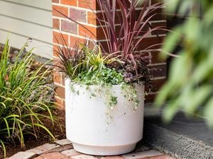 potted plant